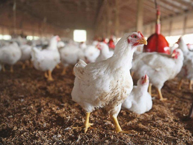 Minister assures poultry sector of tax relief
