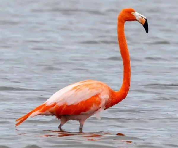 National Trust buys more land to protect bird sanctuary