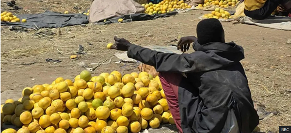 Sudan’s fertile region where food is rotting amid famine and war