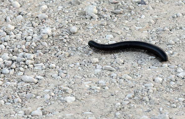Millipedes invade Wellington