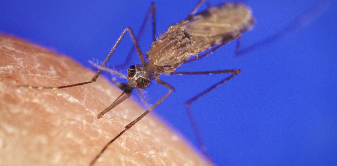 Taking down malaria’s bodyguards: scientists target parasite’s secret defence system