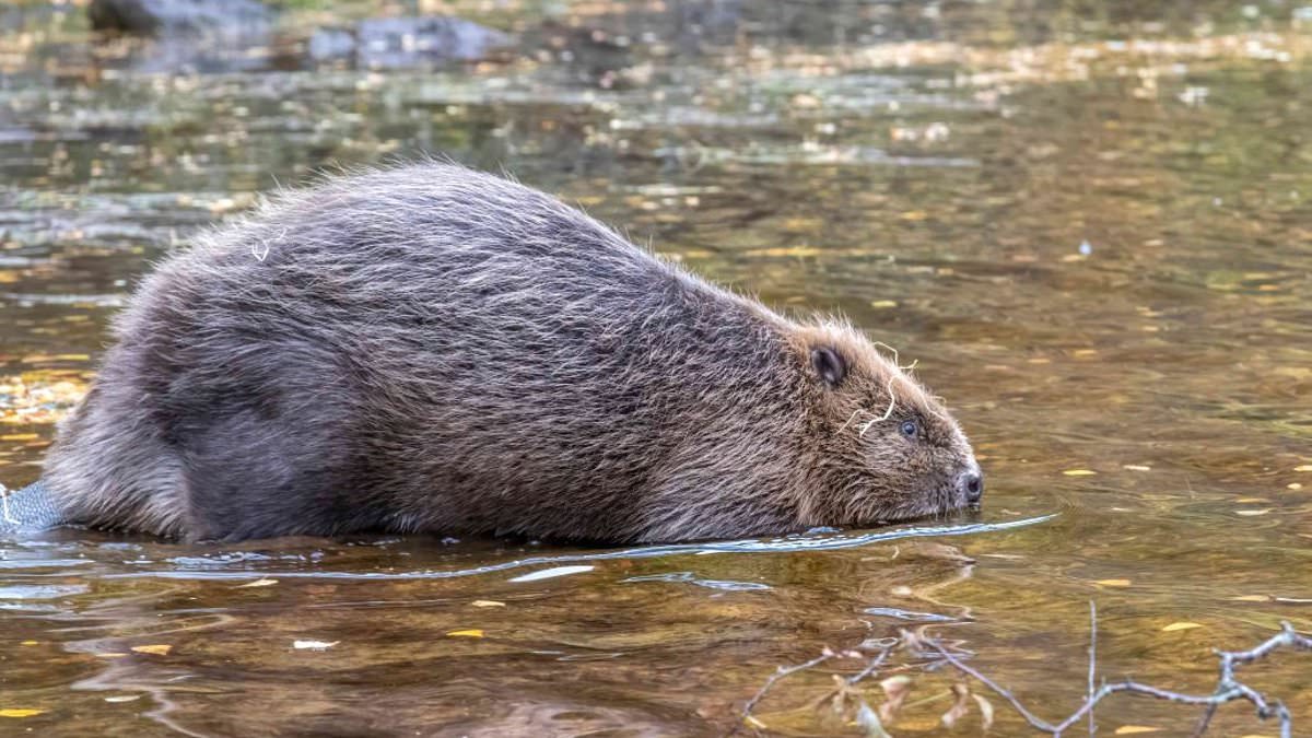 The beaver is BACK! Furry river creatures are released into the Scottish Highlands - marking a moment of 'wildlife history'