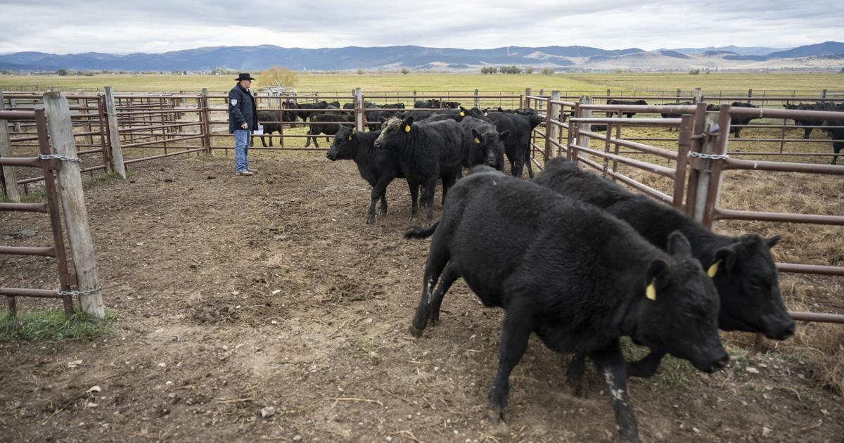 Montana cattle ranchers oppose Trump beef import plan