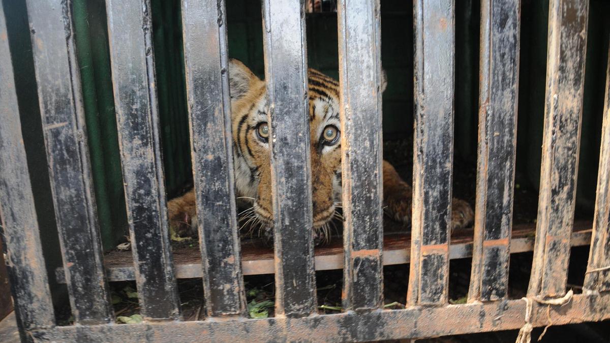 Mysuru tiger attack: Forest Minister Eshwar Khandre faces farmers’ ire