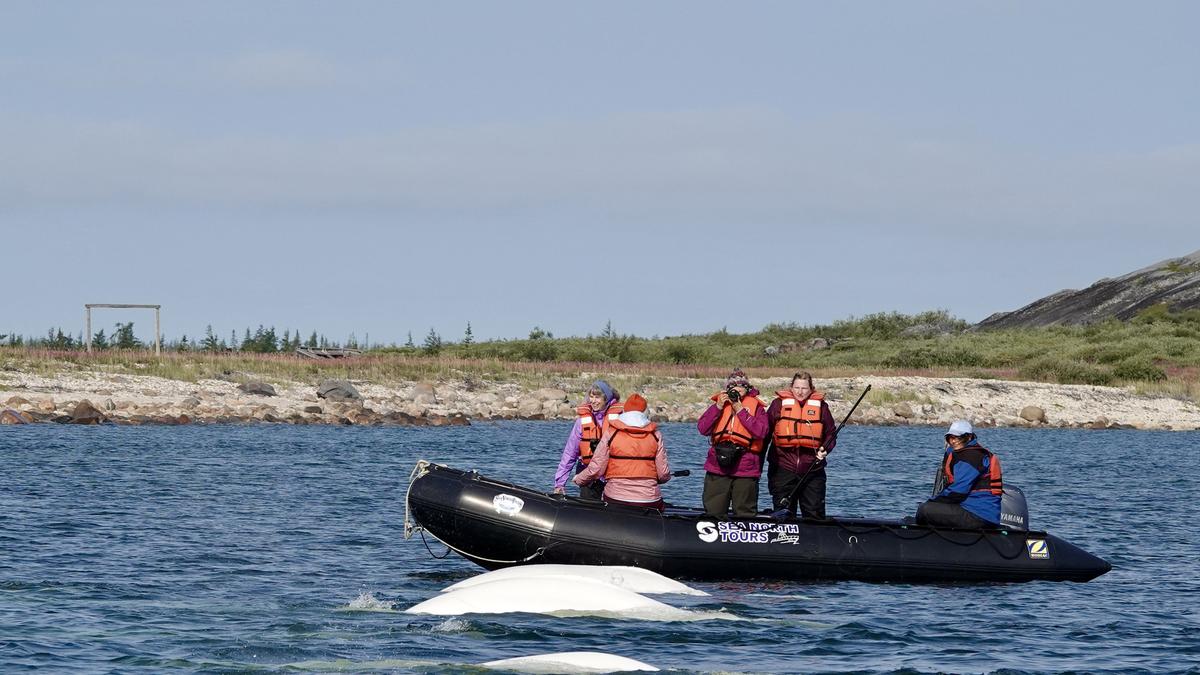 Belugas and bears, two iconic Canadian species in one place