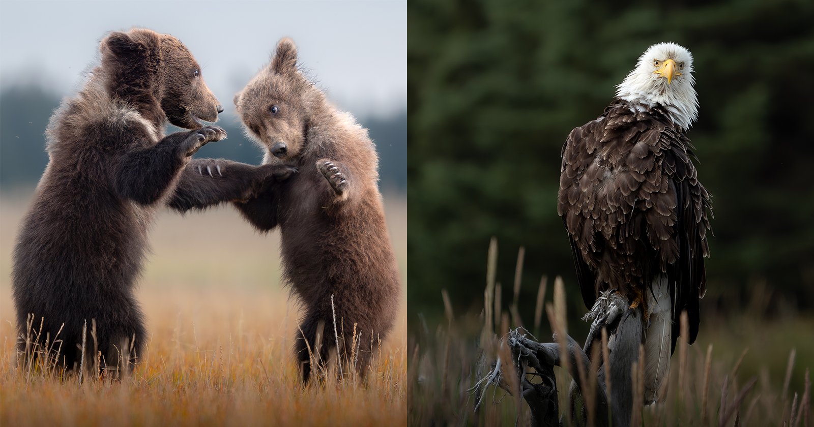 Ethical Wildlife Photography: A Field Guide to Photographing Animals with Respect