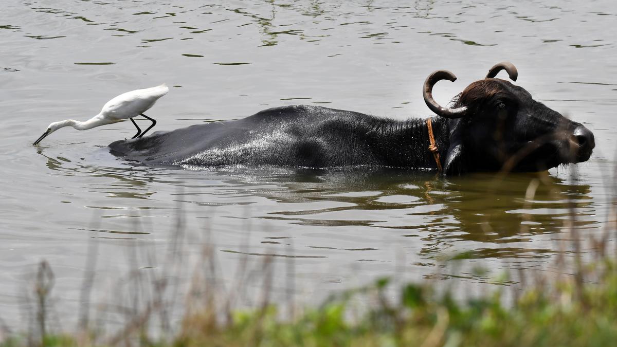 Buffalo breeding to get a boost, courtesy new yolk-free technology