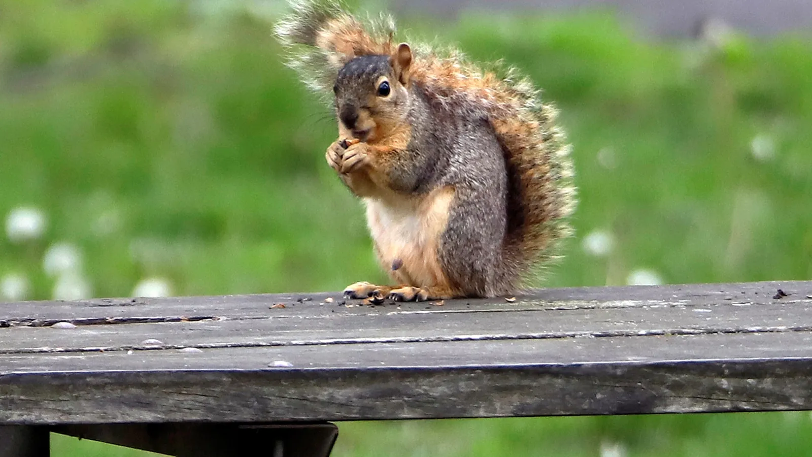 What critter in Walnut Creek is swallowing acorns and leaving evidence?