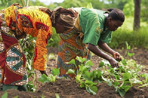 Stakeholders plead with government to invest, mainstream agroecology in polices