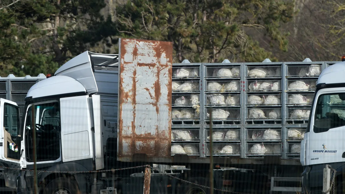 Europe lost its drive for humane animal transport. Denmark hasn’t.