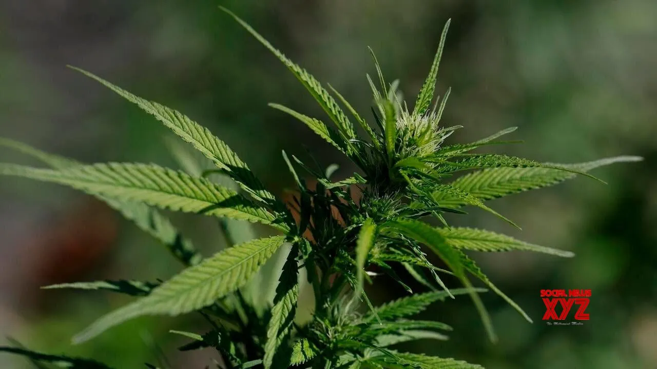 Regular cannabis users can develop severe symptoms like vomiting, cramps (Video)