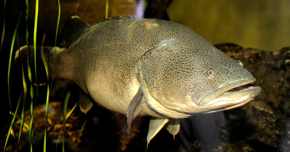 Fish named Arnie swims a record 530 miles, mostly upstream