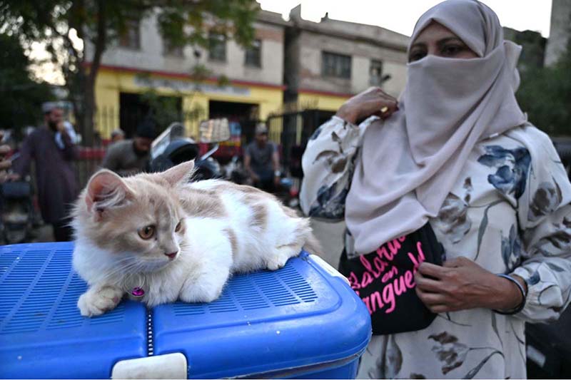 A woman displays a Persian cat for sale at the Saddar Bird Market