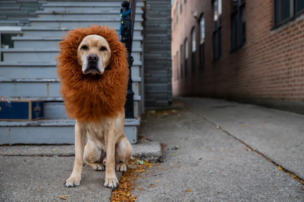 When the animals come out in Halloween costumes