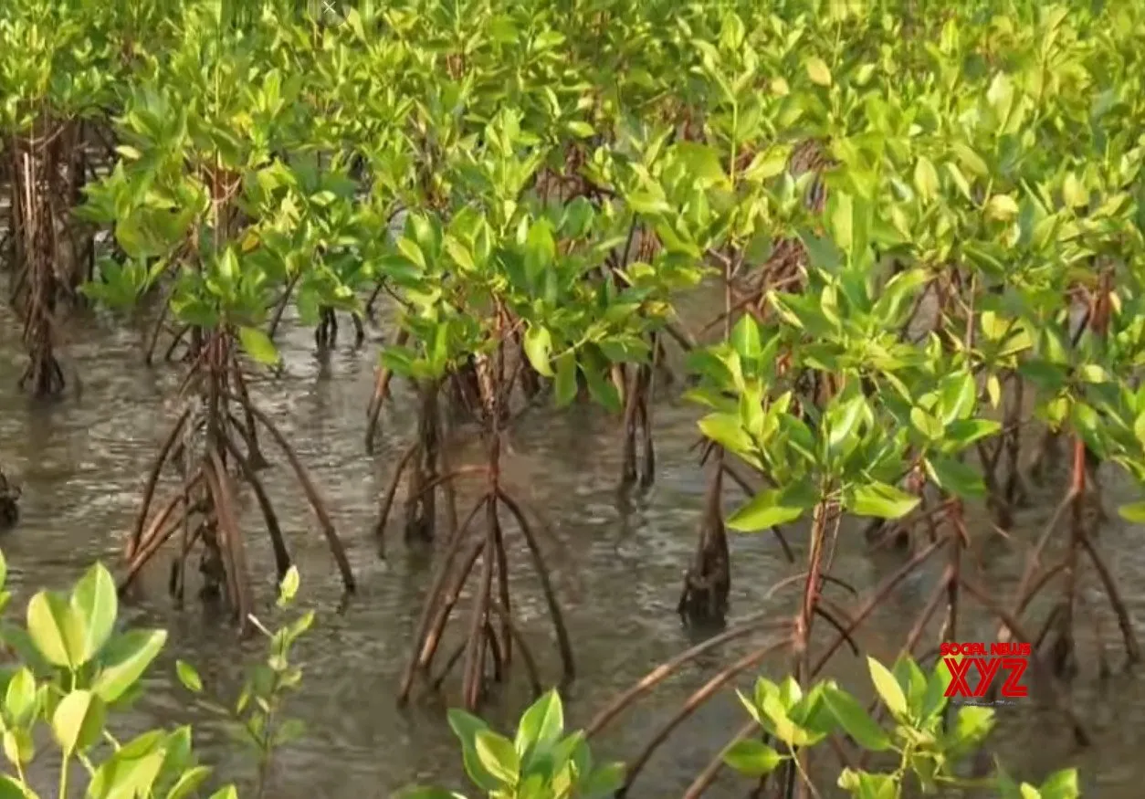 PM Modi spotlights Kutch mangrove revival in Mann Ki Baat, urges nationwide tree planting