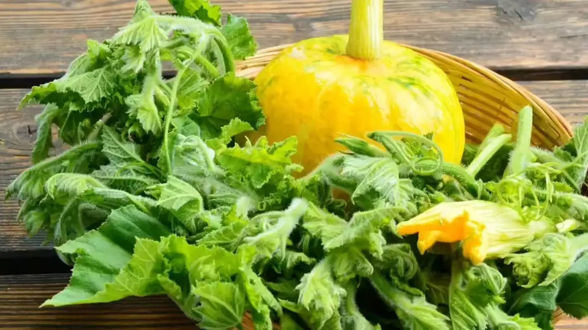 Health Tips : महिलाओं की सेहत और मूड के लिए वरदान हैं कद्दू के पत्ते, जरूर करें अपनी डाइट में शामिल