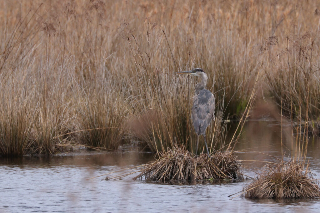 Cranberry Farmers Consider Turning Bogs Into Wetlands as Temperatures Rise