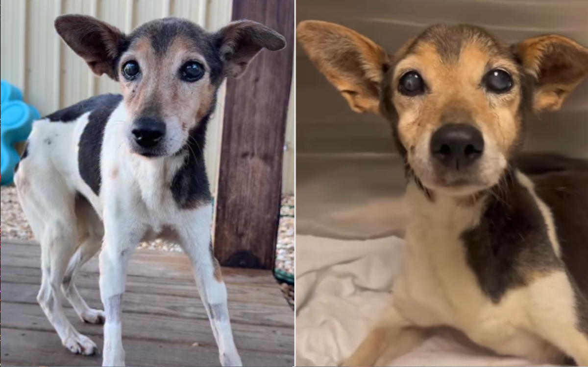 Senior Dog To Be Euthanized To End ‘Unnecessary Pain’-Then Her Luck Changed