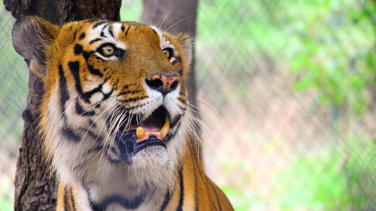 Tiger attacks woman in Uttar Pradesh’s Katarniaghat Wildlife Sanctuary