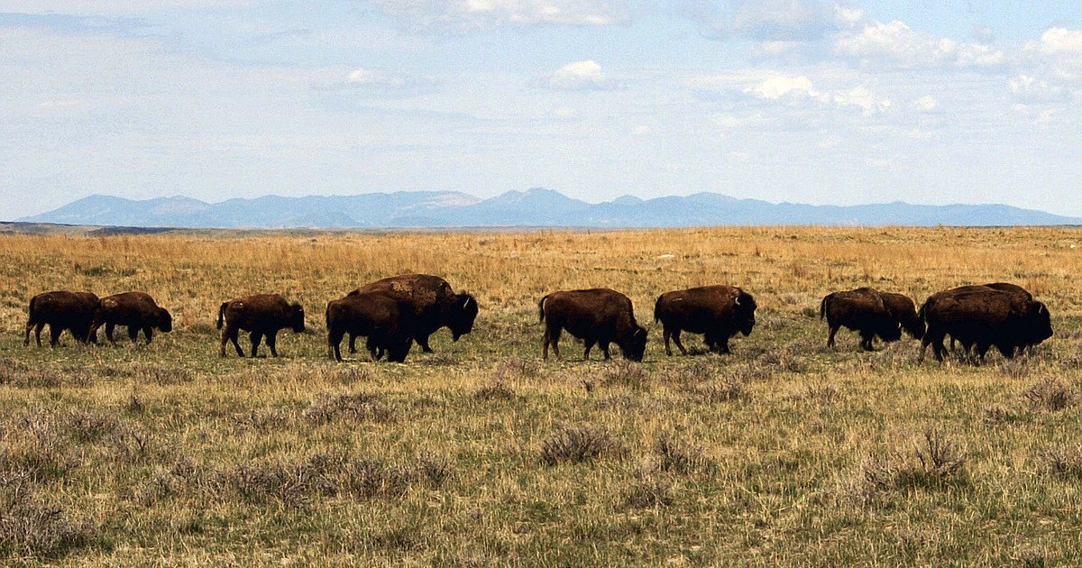 Governor, federal delegation send letter to Interior targeting American Prairie