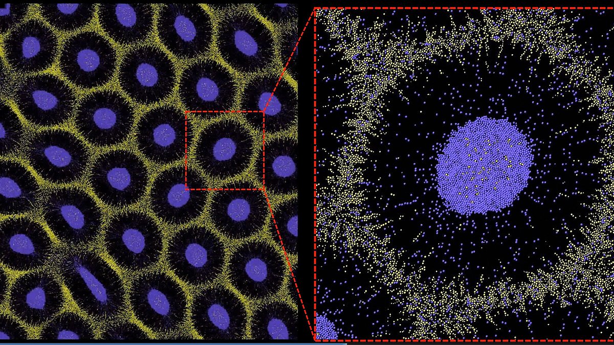 How the leopard got its spots: Age-old question of how animals develop their patterns may have finally been solved