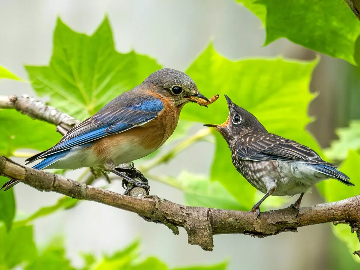 Birds will keep returning to your garden if you ditch seeds and place 1 thing outside