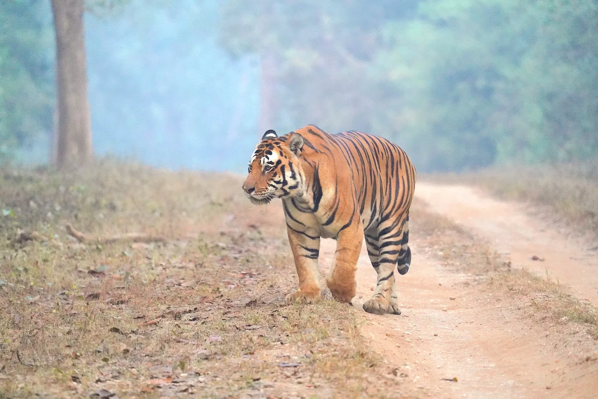 Tiger Mauls A Villager In Mysuru