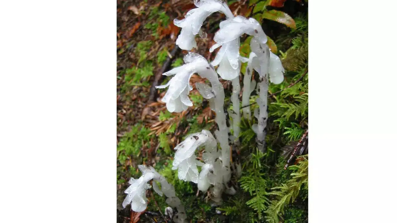 Japan’s mysterious ghost plants reveal how life survives and grows in darkness