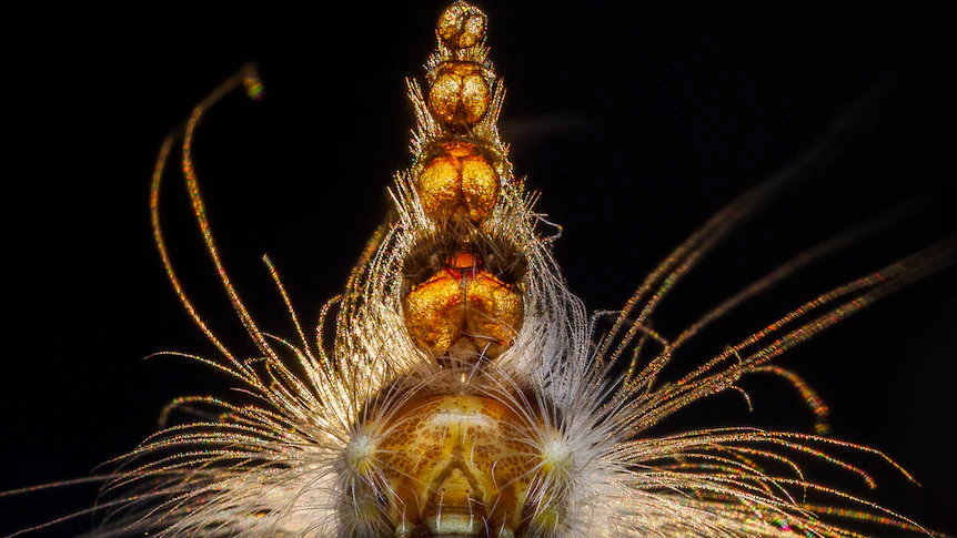 Poisonous five-headed caterpillar photo wins prestigious award