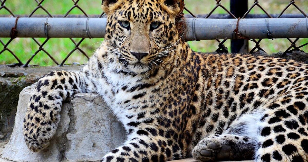 Scientists figure out how the leopard really got its spots