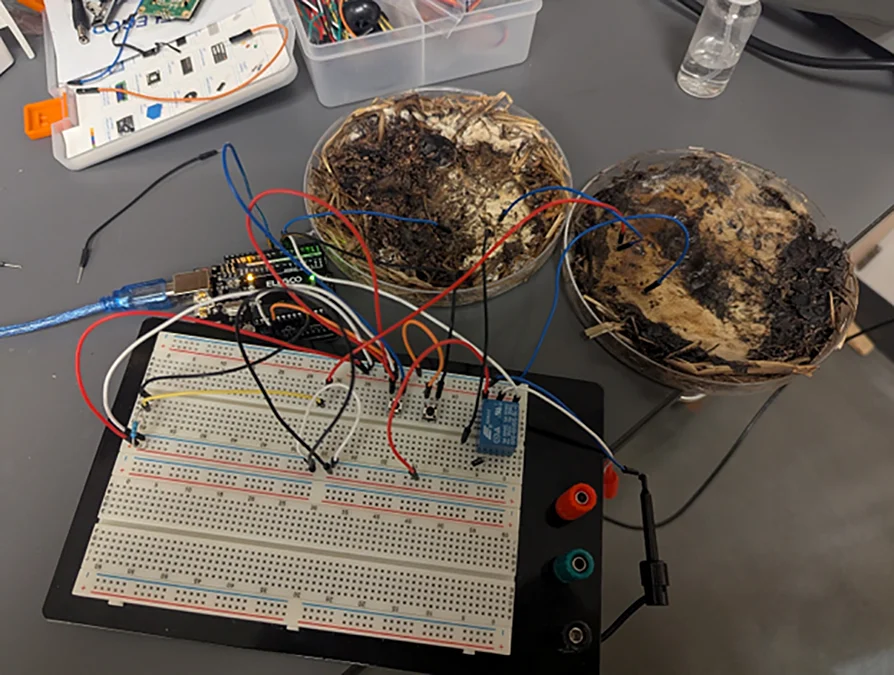Mushrooms might replace microchips: the fungal future of computing