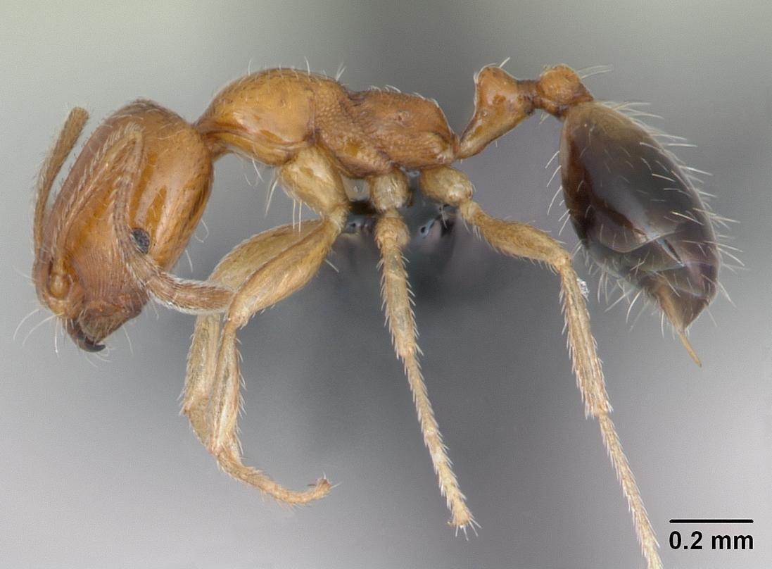 Mallorca invasive ant alert: Trichomyrmex destructor detected for the first time in Palma