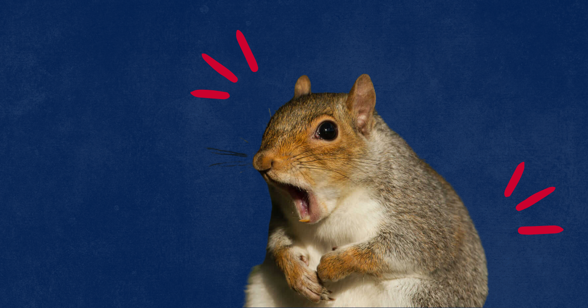 Fat Squirrel Week: “Meet some of the stoutest squirrels in the state”