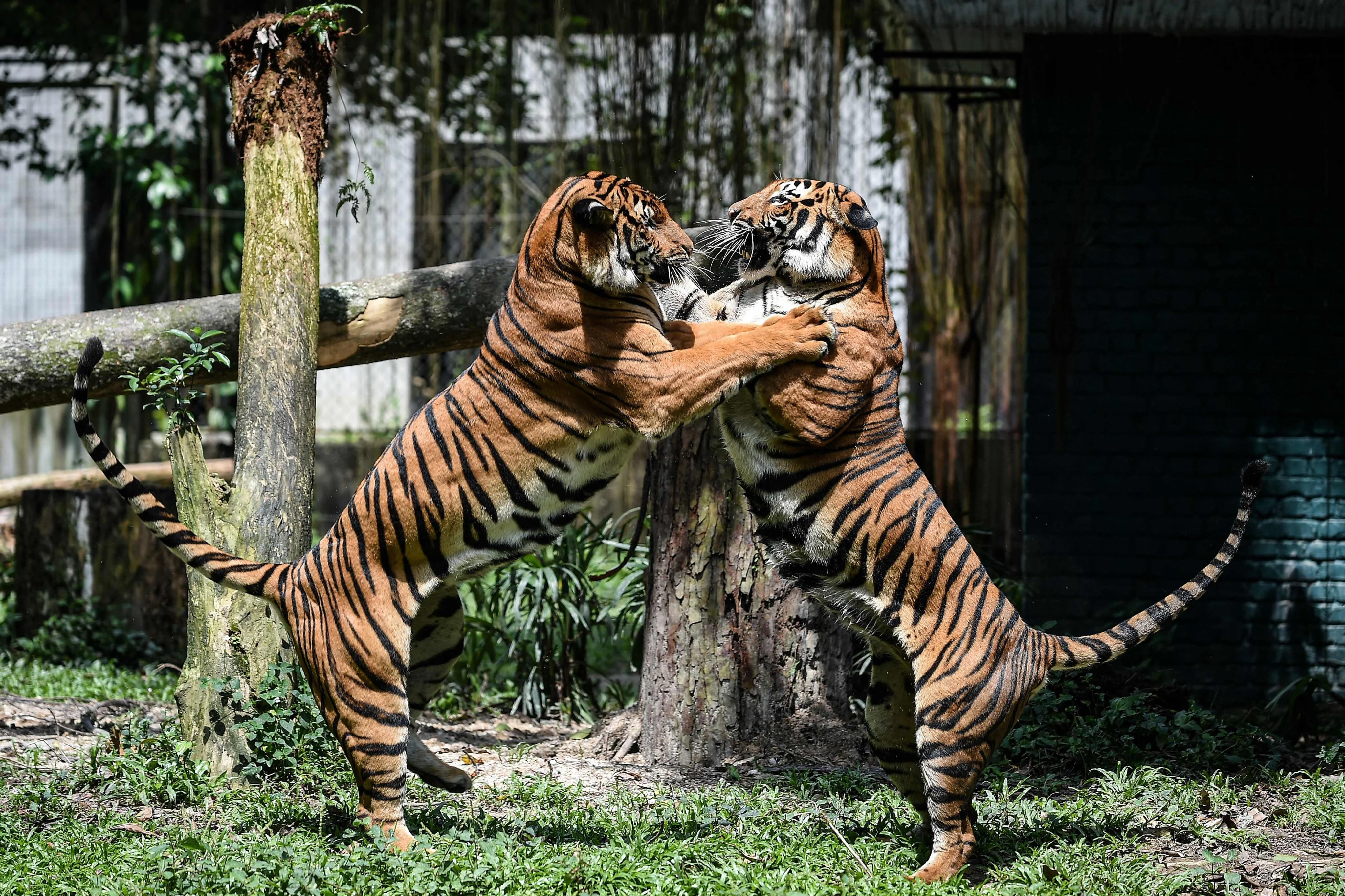 Malaysia’s tigers in crisis due to poachers, habitat loss