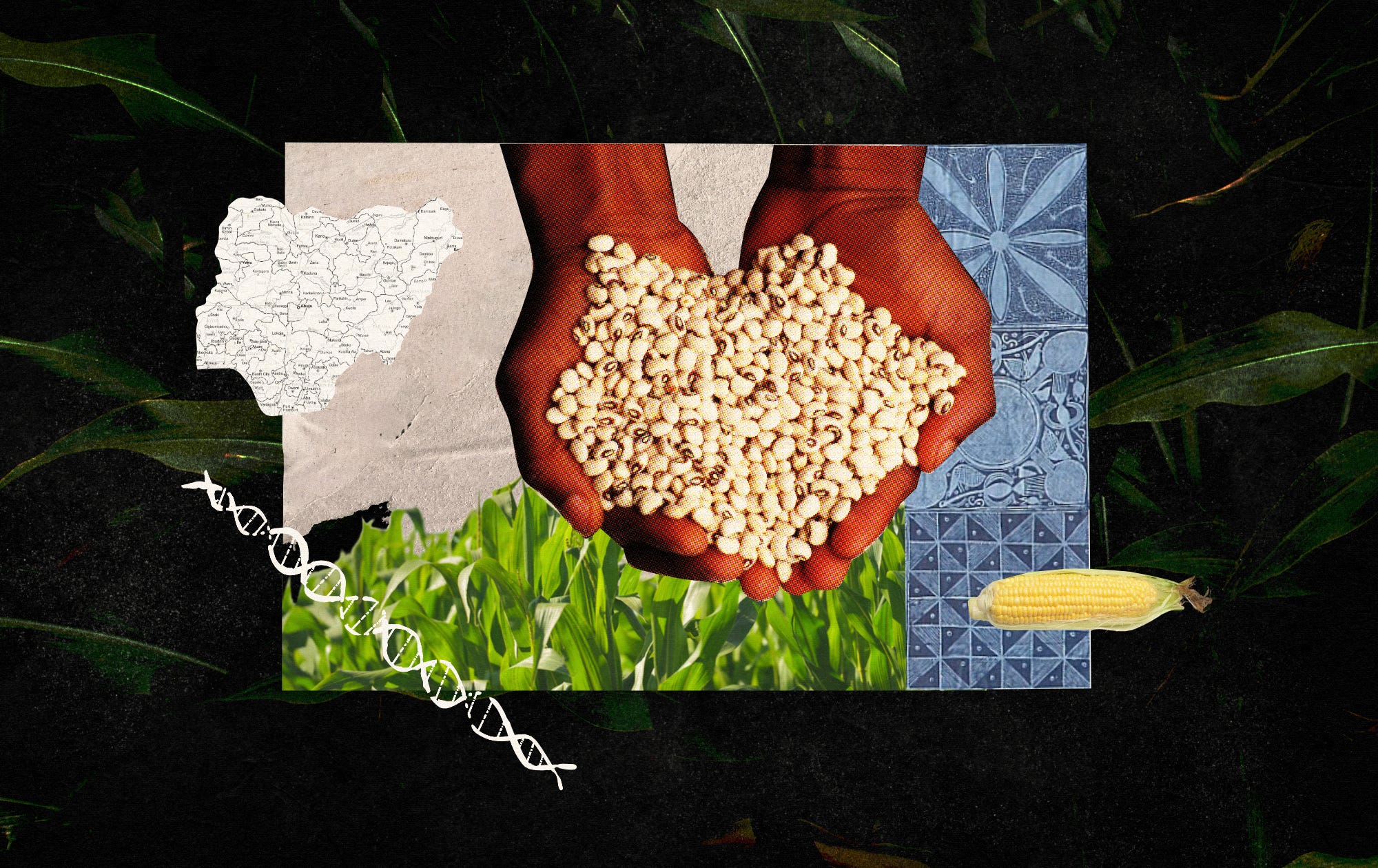 Why Nigeria accepted GMOs