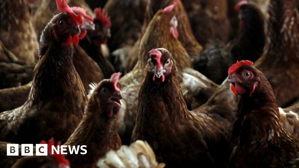 Bird flu confirmed at commercial poultry premises