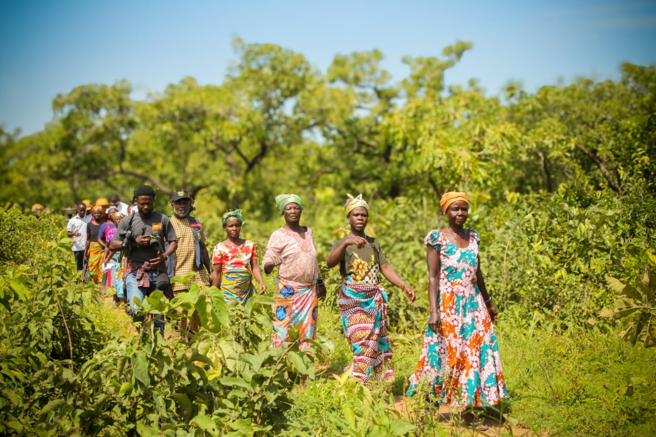 Maltiti: The 12-acre sacred forest that protects Yiwogu’s people and their climate