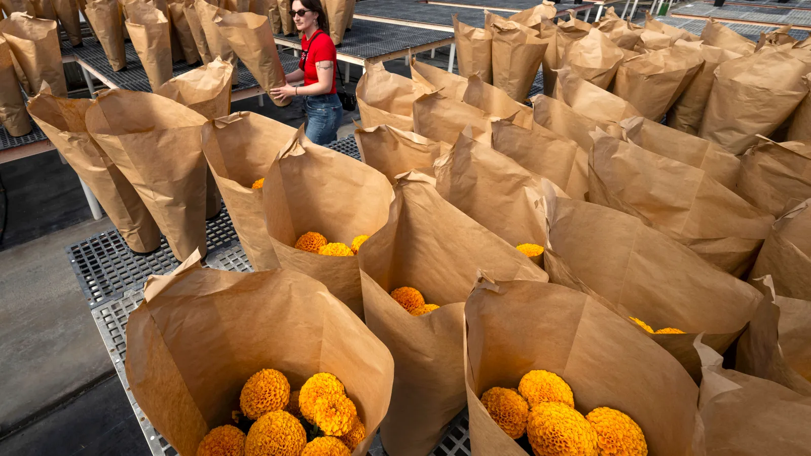 OCC horticulture program sells Dia de los Muertos marigolds, communities plan events