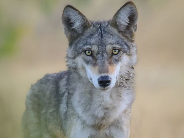 First ever scientific assessment finds accelerating slide of Indian wolf towards extinction