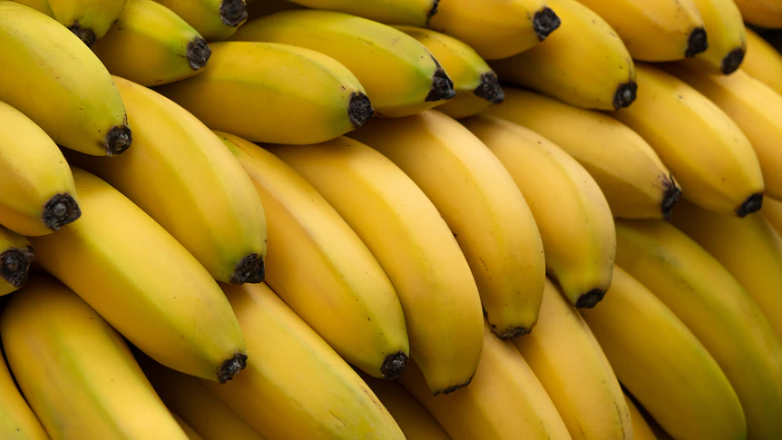 GM bananas could soon be for sale in Australia, but will people eat them?