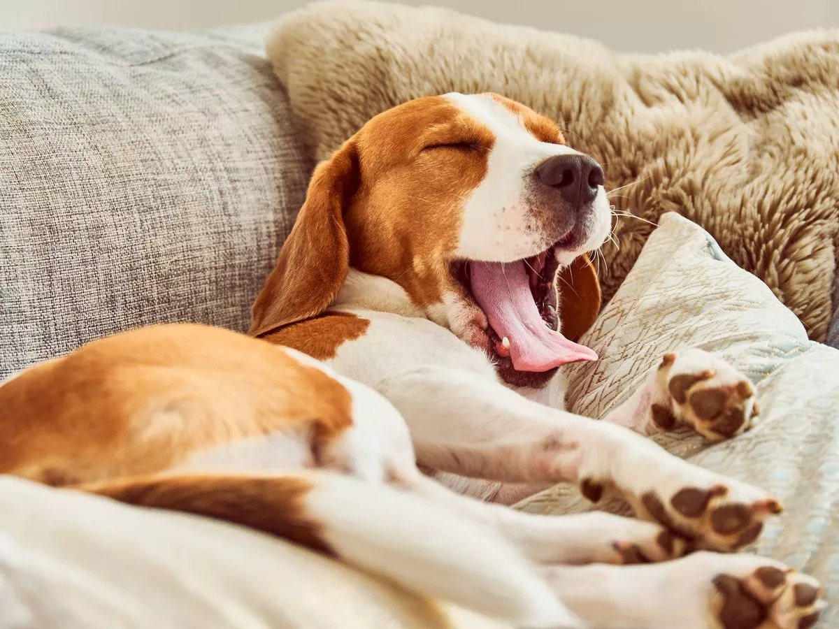 Amazon £20 home diffuser 'calms dogs down' and available for Bonfire Night