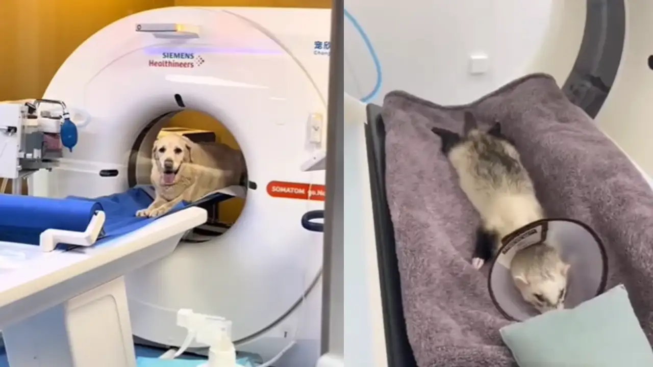 Viral Video Of Pets Undergoing CT Scan Leaves Internet Hooked! WATCH