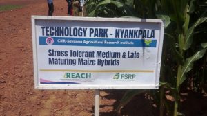 CSIR-SARI Unveils New Pest-Resistant Maize Varieties to Boost Food Security in Northern Ghana