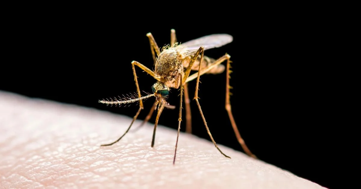 “These diseases don’t need visas”