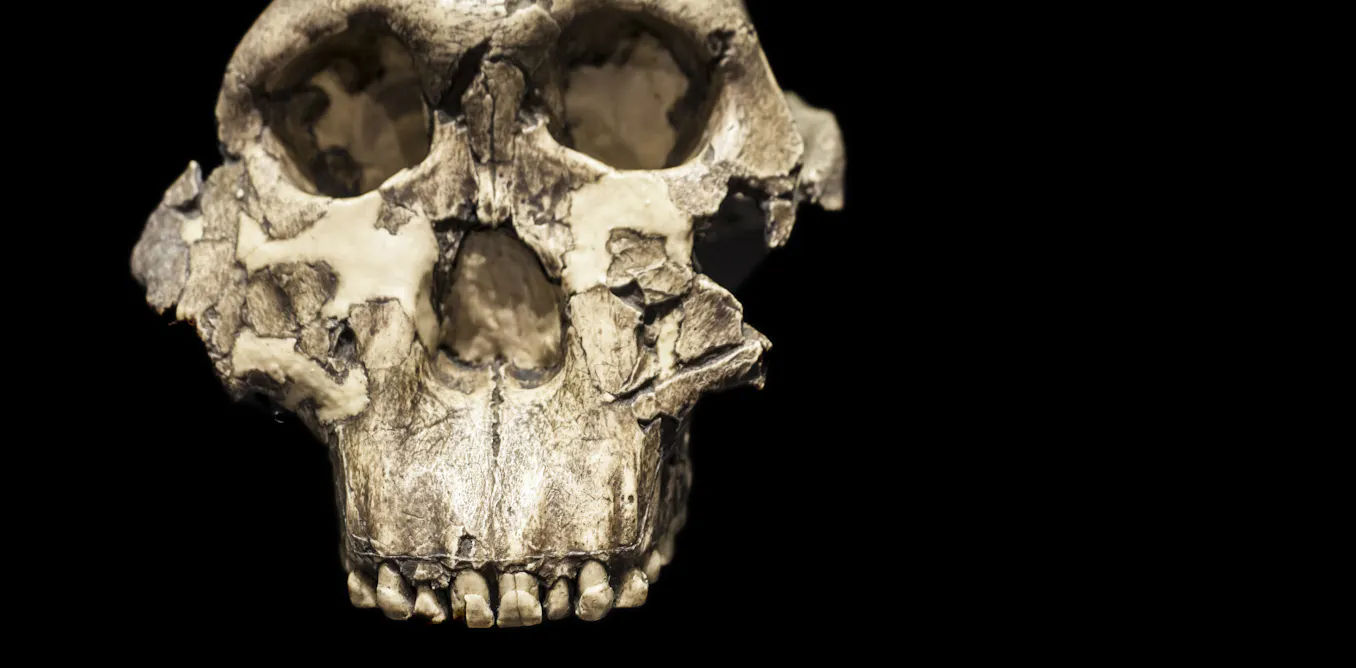 Fossil hand from human relative puzzles scientists with mix of human- and gorilla-like features