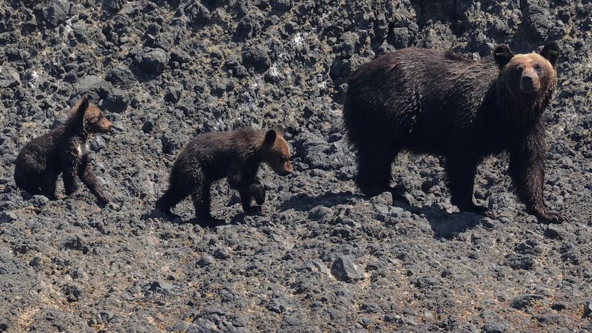 Japan asks army to cull bears after spike in fatal attacks