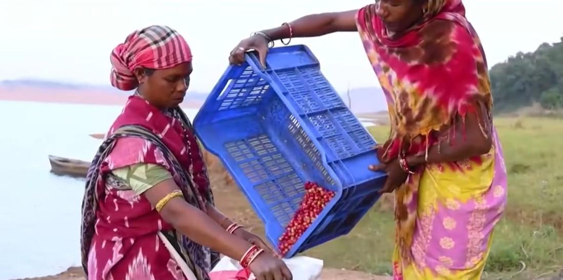 India's coffee brewed in India, loved by world: PM Modi in 'Mann Ki Baat'