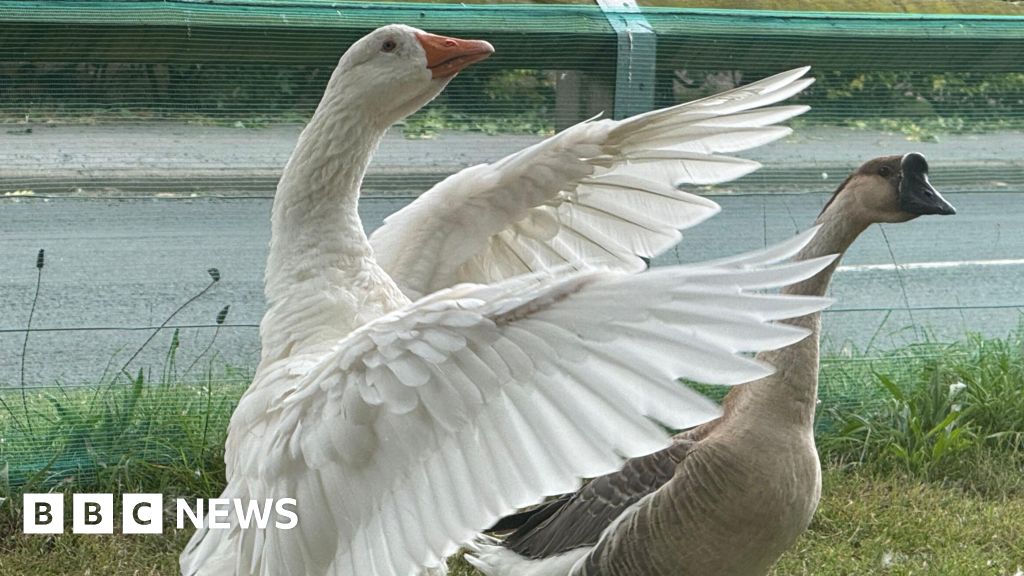 Owners 'distraught' as geese removed by council