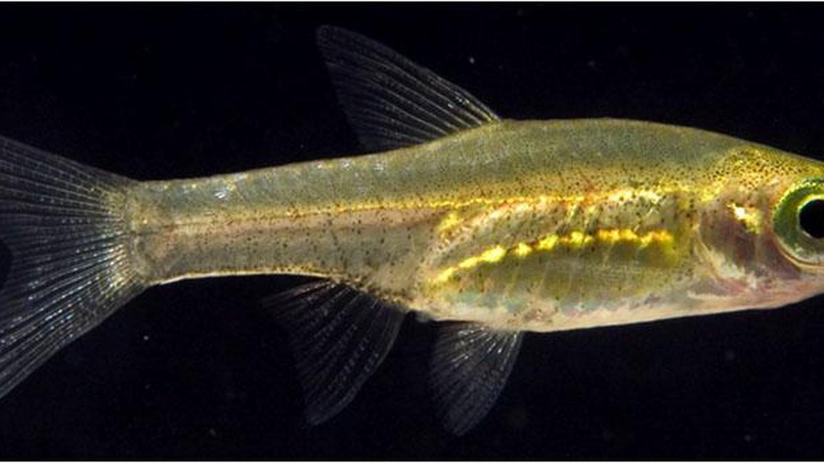 Kerala authorises district-level biodiversity committees to declare ‘official species’ for protection