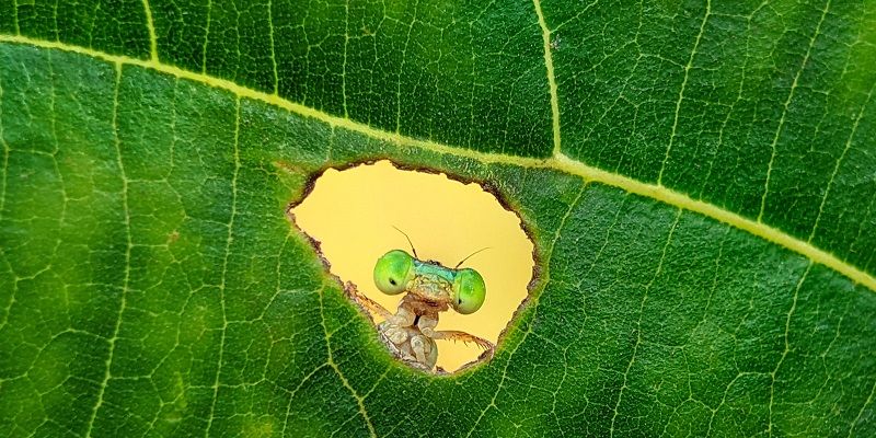 Wildlife, habitat, conservation—Nature inFocus Festival gears up for its 2025 edition